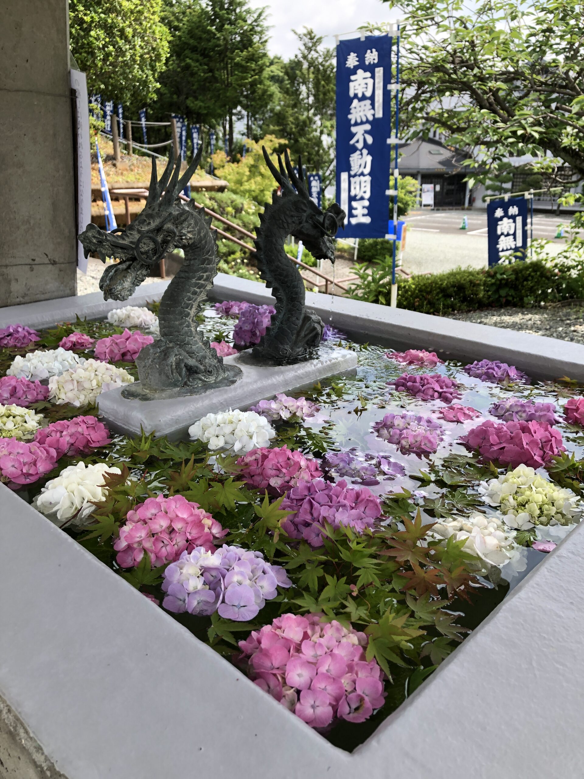 あじさい花手水 | 成田山 龍王院